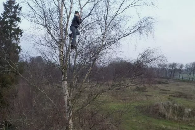 person som klättrar i ett träd