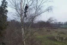 person som sitter högt upp i ett träd